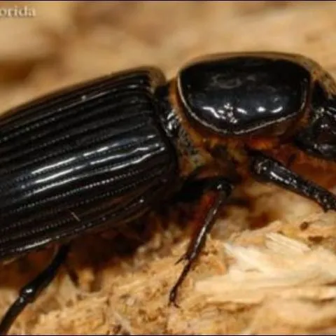 thumbnail for publication: Horned passalus, Odontotaenius disjunctus (Illiger) (Insecta: Coleoptera: Passalidae: Passalinae)